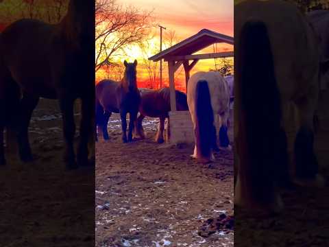 Fire Sunset On My Horse Farm 🔥