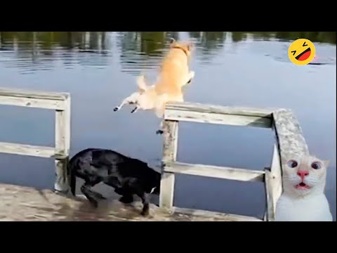 New Funny Animals 🐧 - Dumb Fails CATS And DOGS 😺🐶 2024