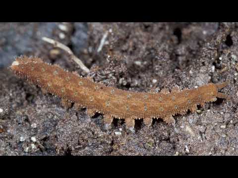 Phylum Onychophora: Velvet Worms