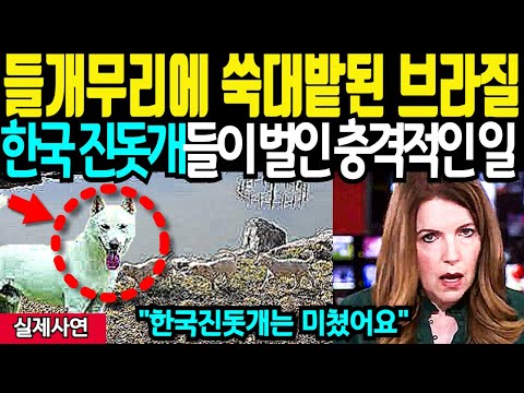 들개 무리에 쑥대밭된 브라질의 작은 마을에 한국 진돗개들을 먹잇감으로 넣자 벌어진 충격적인 일에 경악