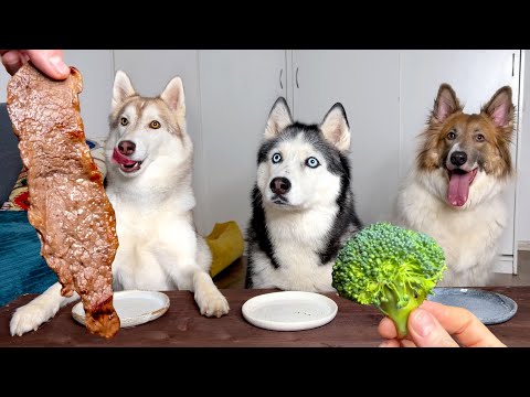 Husky Pounces on Vegetables Like Meat! Dogs Tasting Foods