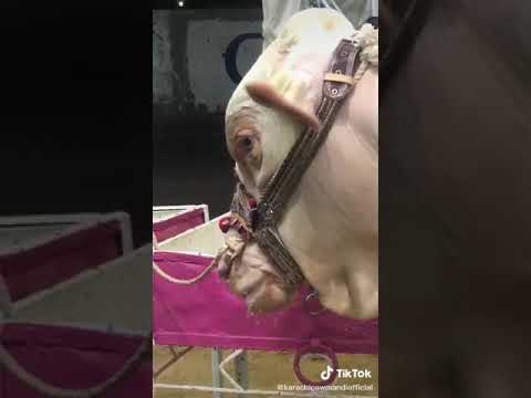 beautiful cow tiktok video