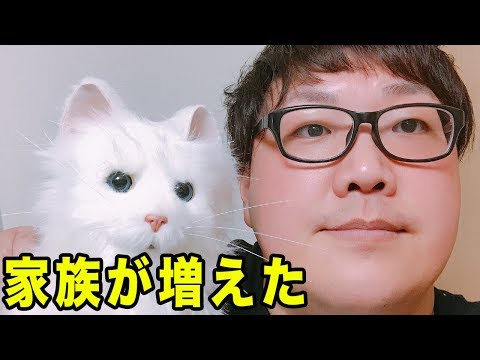 【生放送フル】新しい家族が増えました！(デカキンの子猫に名前をつけよう)