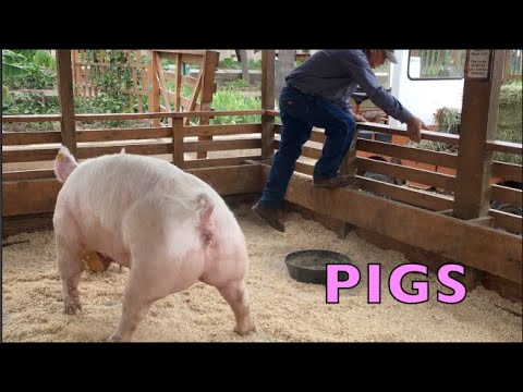 PIGS ARE AWESOME - Pigs on the farm funny - BIG PIGS