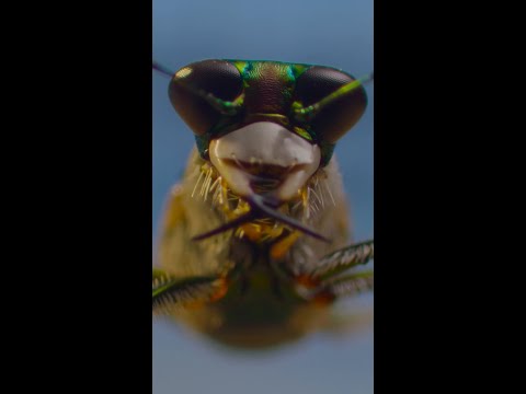 Never before filmed, this tiger beetle is ready for its close-up 🪲 #ARealBugsLife