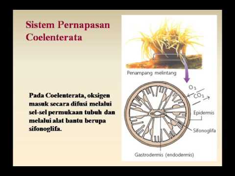 Powerpoin Biologi-PPT06BAB 7 SISTEM PERNAFASAN