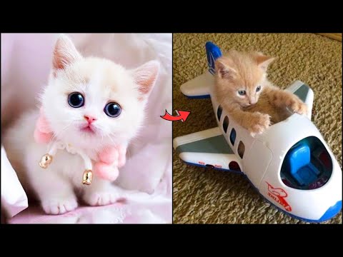 The Most Adorable Kittens: Prepare to Melt! 😍