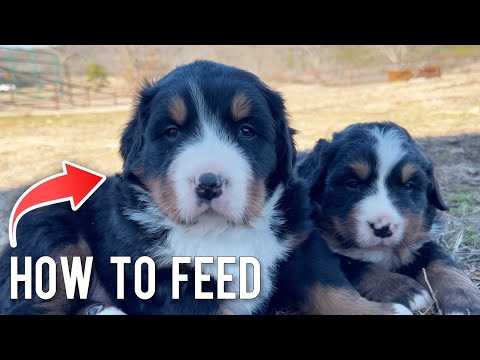 How To Feed Puppies Their First Food | Bernese Mountain Dogs