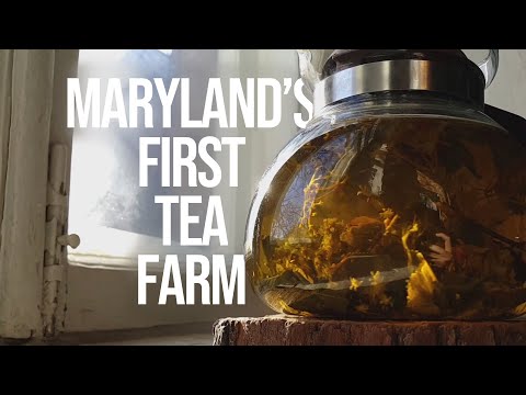 Growing Tea on Maryland's First Tea Farm | Maryland Farm & Harvest