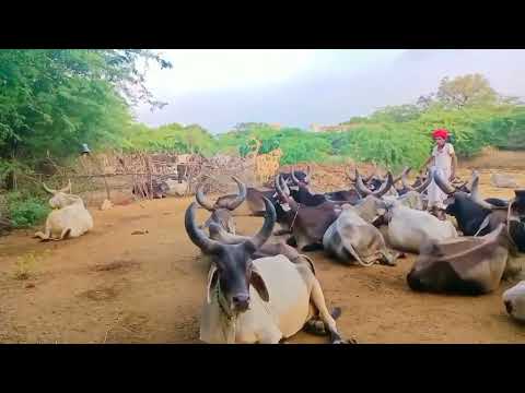 Kankrej Cow Marwad Pawti RJ