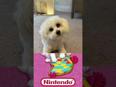 Mochi…in a video game?#puppy#puppies #cutepuppy#cutecoton#fypシ゚#shorts#subscribe#nintendo#video game