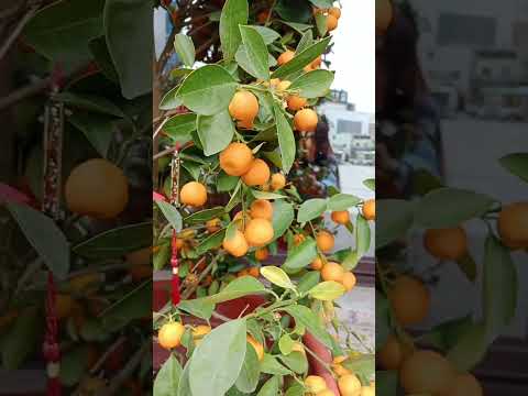 Lucky charm tree #shortvideo