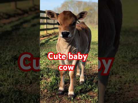 cute baby cow