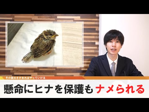 助けた小鳥にナメられる、懸命の保護活動虚しく【どうでもいい日常のニュース】