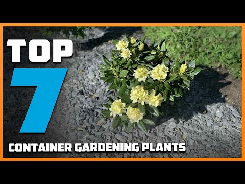 7 Best Plants for Container Gardening Beginners Must Try