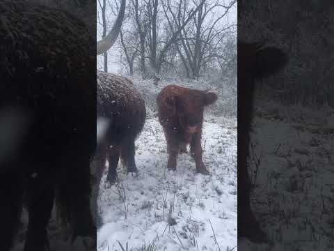 Highland Cows In The Snow! ❄️ #cow #shorts #highlandcow #farmlife #homestead