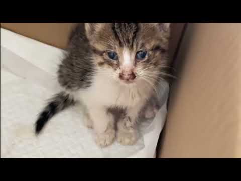 Rescue a stray cat stuck in a sewer, danger is near as water rises