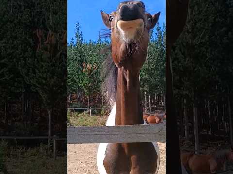 Tilly wants a treat! 😆🐴