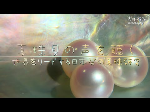 真珠貝の声を聞く　世界をリードする日本発の真珠研究 ｜ ガリレオX 第131回