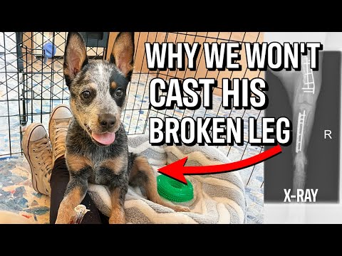 Why can't Bean the Cattle Dog have a Cast on His Broken Leg? 🥺 (🔴 Premiered first as Members Live)