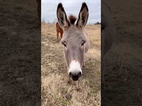 Donkey Pronouns #shorts