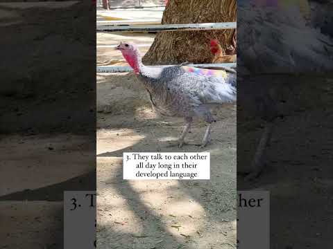 Things Most People Don't Know About Turkeys