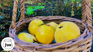 How to Cook a Quince| Pickled quince|Quince compote |Landscape of Japan Autumn Leaves