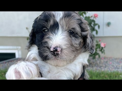 Puppy Pick Live! Mini Sheepadoodles Belle x Howie Puppies