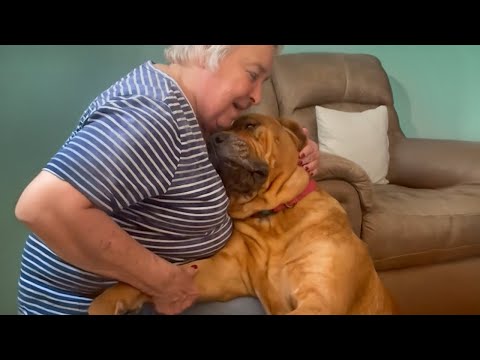 Big dog proves that love has no size 🤣 Funny dog videos 2025