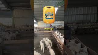 What we do with our lambs at weaning! #farmvlog  #farming #sheepfarming