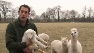 Alpacas protect lambs!