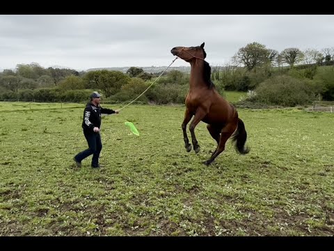 Horse adopted from Maltese racetrack is confused and needs help fast!