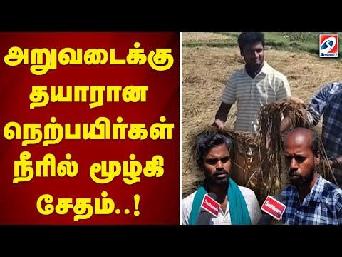 அறுவடைக்கு தயாரான நெற்பயிர்கள் நீரில் மூழ்கி சேதம்..!