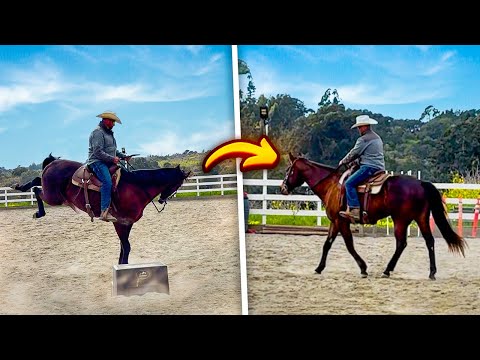 Problem Horse Transformation: Things got a little Western!