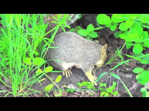 Squirrel in a park