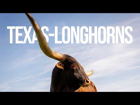 One-Ton Bulls & 90 Inch Horns - Boring Maryland's Longhorn Cattle | Maryland Farm & Harvest