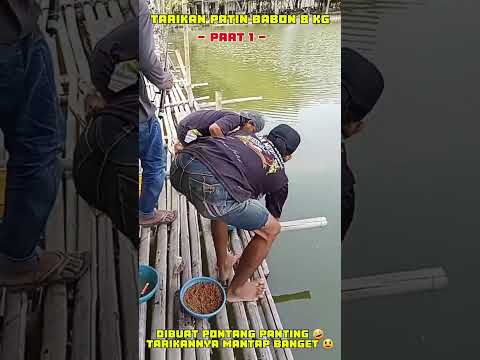 TARIKAN PATIN BABON 8 KG - PART 1 | PEMANCINGAN EMA TANGERANG