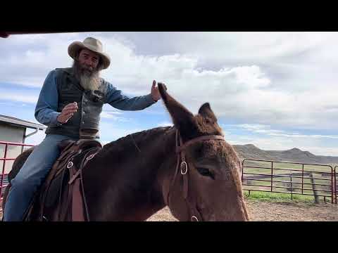 Saddling a Mule and Reba’s Improvement