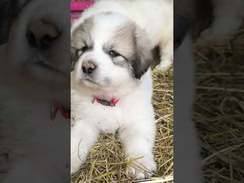 #greatpyreneespuppies From day 1-6 Weeks