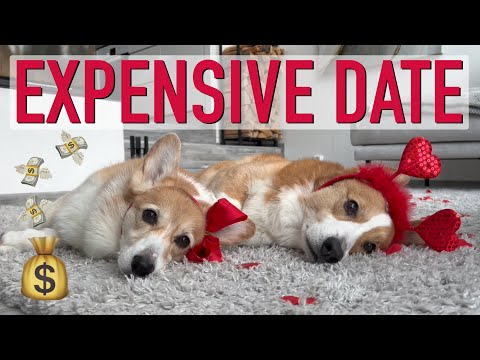 I LOST THE GAME! - Topi the Corgi