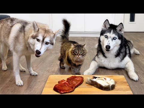 Beef or Fish? What Will My Dogs And Cats Choose?