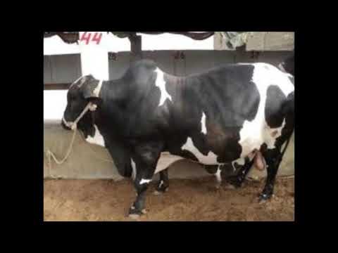 beautiful cow tiktok