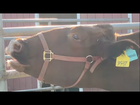 MOO MOO MOO | SAVANNAH THE TALKING COW wants MILKING!