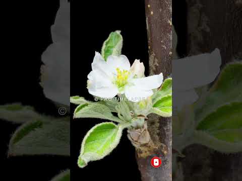 Apple flower Time Lapse COMPILATION#1 #shorts