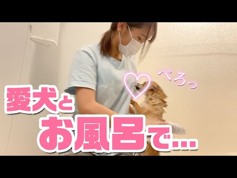 【同棲生活】愛犬とのお風呂タイムを覗き見したら♡激しすぎた...