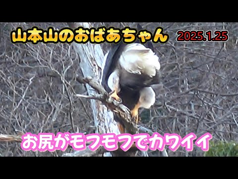 なかなかお目にかかれないシーンが撮れました！【オオワシ】山本山のおばあちゃん