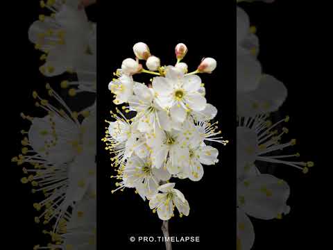 Cherry 🍒 Tree Blossom Time-lapse #protimelapse #timelapse #blossom #flowers #cherry #cherryblossom