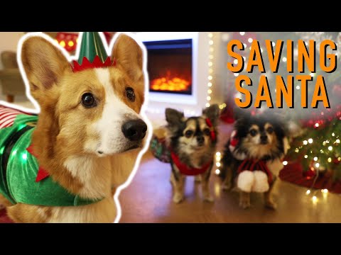 SANTA IN TROUBLE - Topi the Corgi