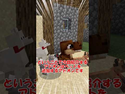 【アドオン紹介】マイクラにペットを追加するアドオン #マインクラフト #教育番組 #狂育番組 #統合版マインクラフト #統合版 #アドオン紹介 #アドオン