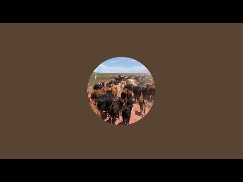 Painted Desert Ranch is live! Trimming a yearling